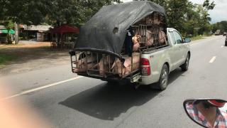 На байках за визой!